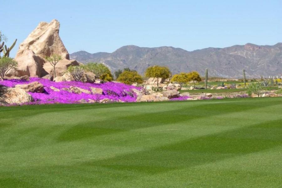 Desert Springs Golf Club 649